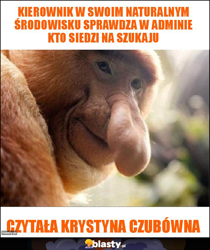 Kierownik w swoim naturalnym środowisku sprawdza w adminie kto siedzi na szukaju Kierownik w swoim naturalnym środowisku sprawdza w adminie kto siedzi na szukaju