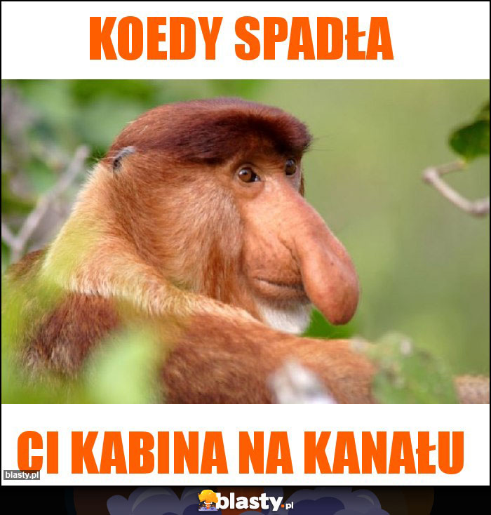 Koedy spadła Koedy spadła