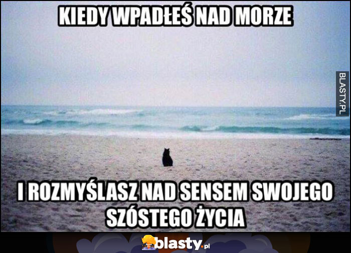 Kot kiedy wpadłeś nad morze i rozmyślasz nad sensem swojego szóstego życia Kot kiedy wpadłeś nad morze i rozmyślasz nad sensem swojego szóstego życia