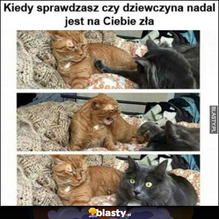 Koty kiedy sprawdzasz czy dziewczyna nadal jest na Ciebie zła