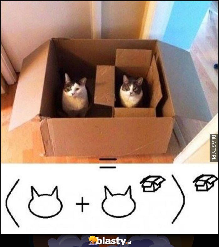 Koty w pudełkach równanie matematyczne kot do potęgi