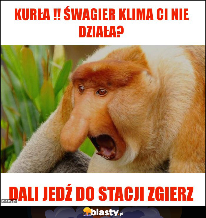 Kurła !! Śwagier klima ci nie działa? Kurła !! Śwagier klima ci nie działa?