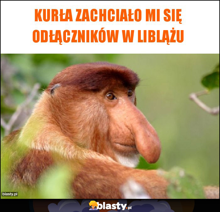 kurła zachciało mi się odłączników w liblążu kurła zachciało mi się odłączników w liblążu