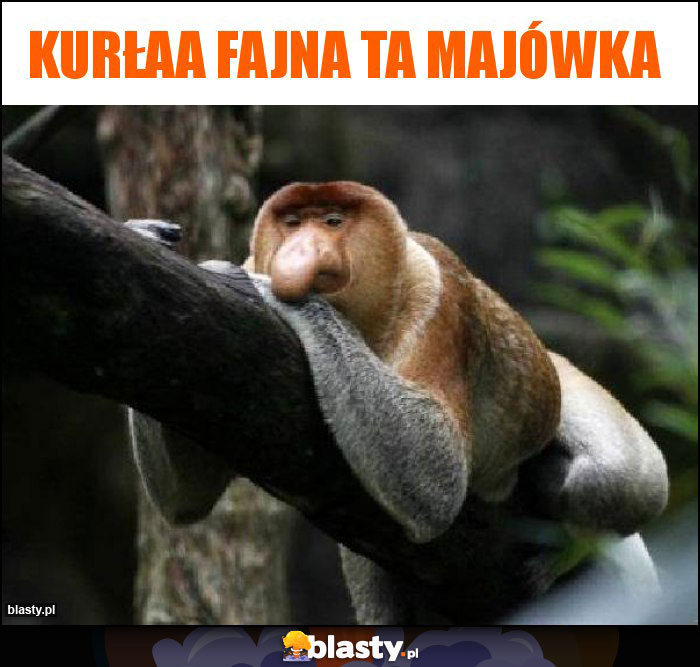 Kurłaa fajna ta majówka Kurłaa fajna ta majówka