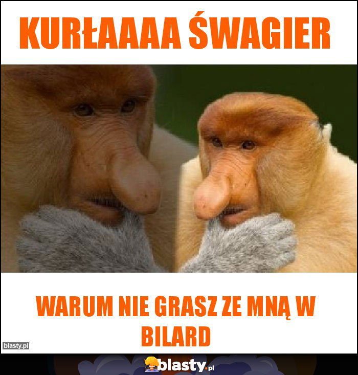Kurłaaaa Śwagier Kurłaaaa Śwagier