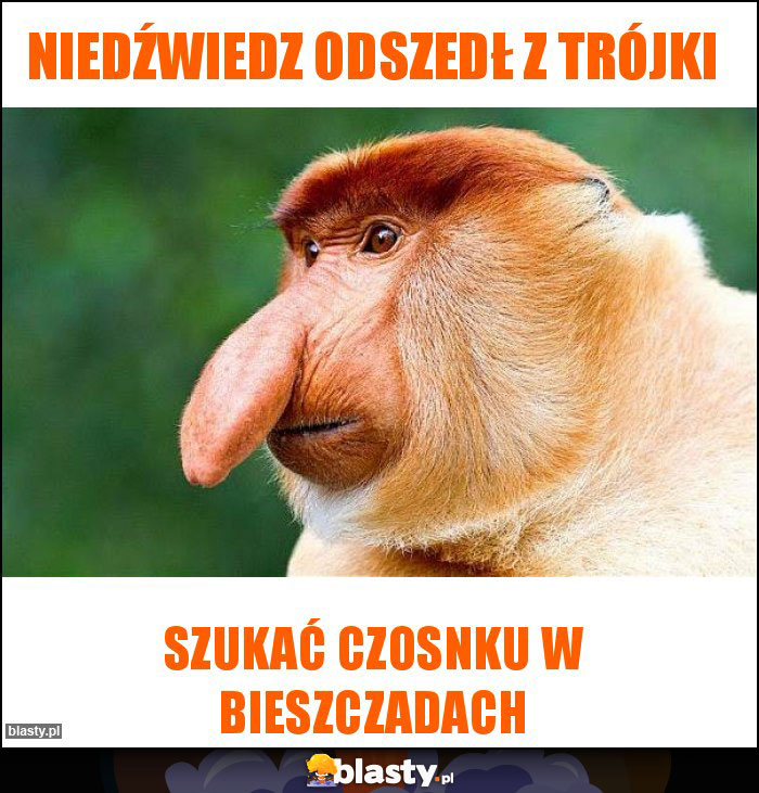 niedźwiedz odszedł z trójki niedźwiedz odszedł z trójki