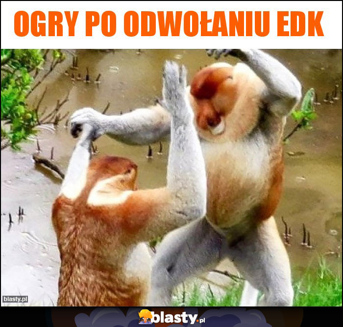 Ogry po odwołaniu edk Ogry po odwołaniu edk