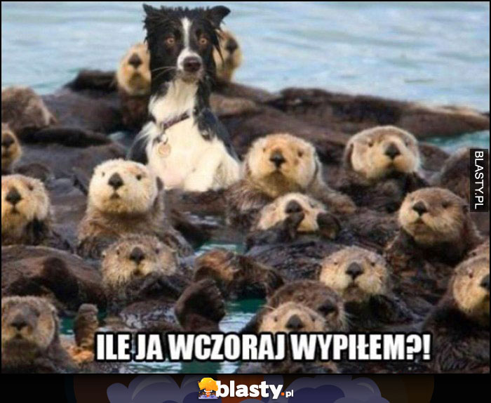 Pies wśród bobrów ile ja wczoraj wypiłem?