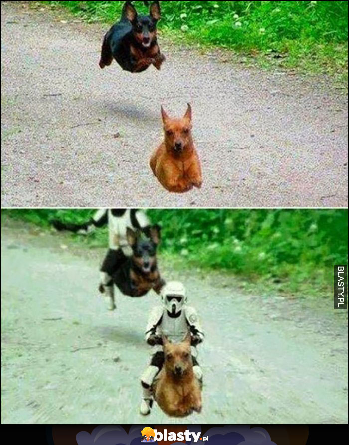 Psy biegną zdjęcie przeróbka Star Wars Gwiezdne Wojny
