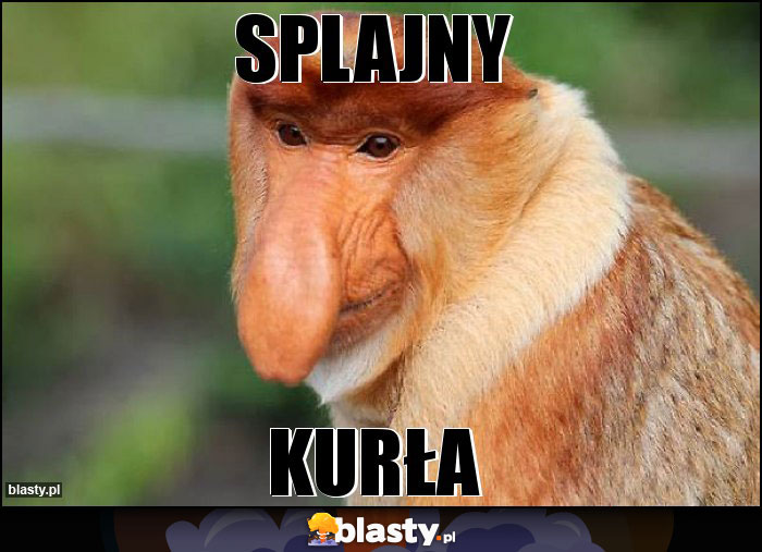 SPLAJNY