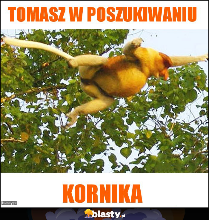 tomasz W poszukiwaniu tomasz W poszukiwaniu