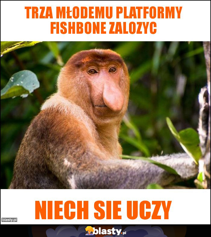 TRZA MŁODEMU PLATFORMY FISHBONE ZALOZYC
