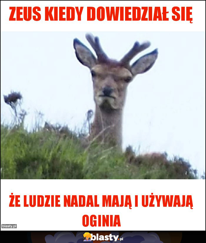 Zeus kiedy dowiedział się Zeus kiedy dowiedział się