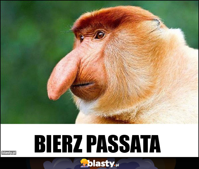 Bierz passata Bierz passata