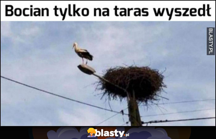 Bocian tylko wyszedł na taras na lampę przed gniazdo