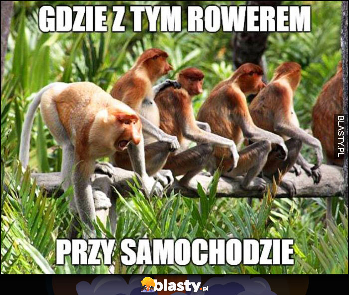 Gdzie z tym rowerem przy samochodzie typowy Polak nosacz małpa