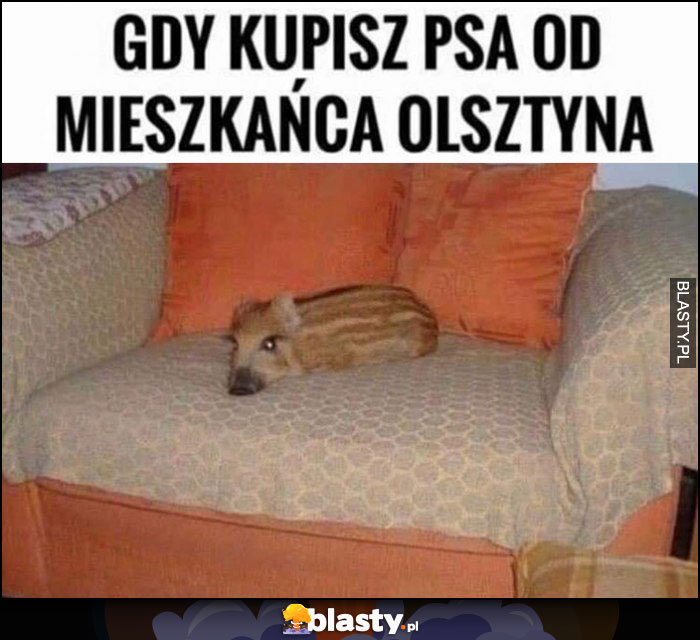 Gry kupisz psa od mieszkańca Olsztyna mały dzik