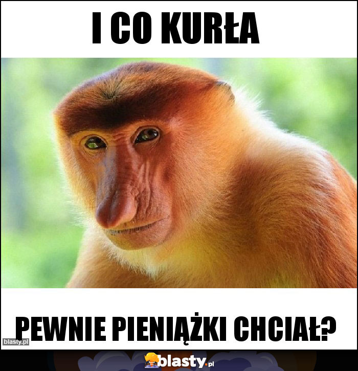 I CO KURŁA I CO KURŁA