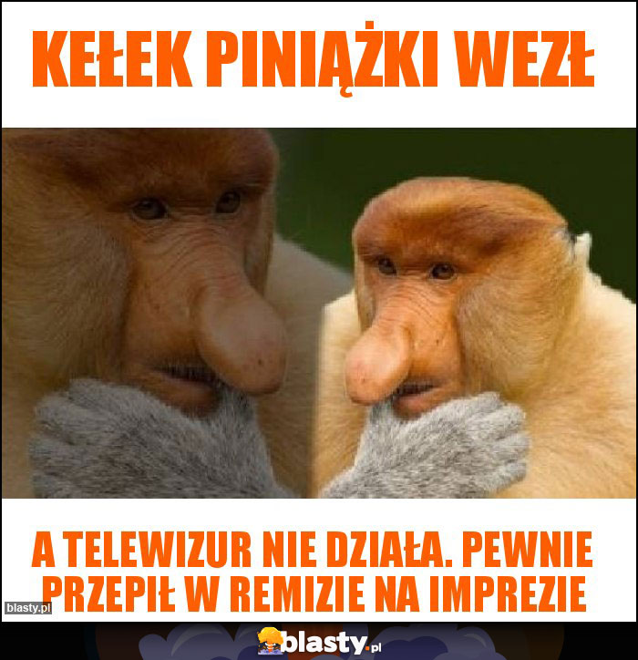 Kełek piniążki wezł