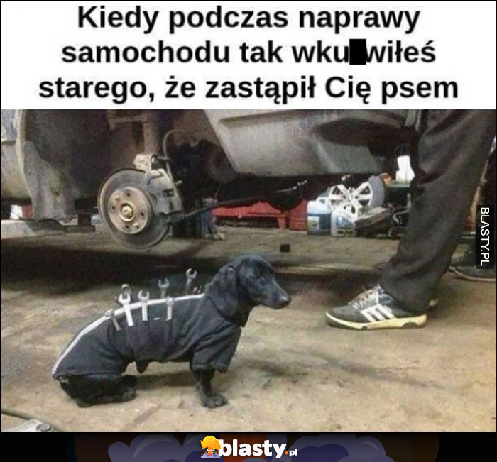 Kiedy podczas naprawy samochodu tak wkurzyłeś starego, że zastąpił Cię psem, jamnik z narzędziami