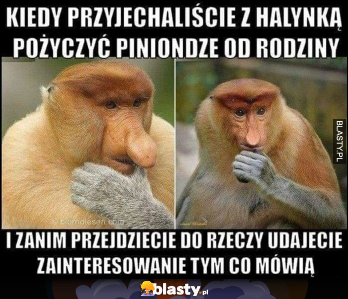 Kiedy przyjechaliście z Halinką pożyczyć pieniądze od rodziny i zanim przejdziecie do rzeczy udajecie zainteresowanie tym co mówią typowy Polak nosacz małpa