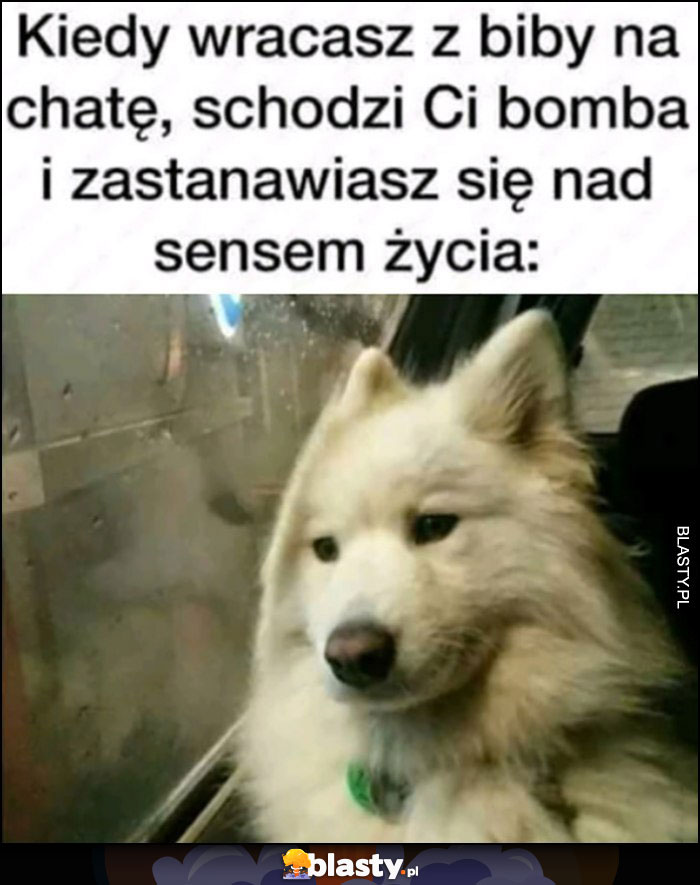 Kiedy wracasz z biby na chate, schodzi Ci bomba i zastanawiasz się nad sensem życia pies nostalgicznie patrzy przez okno