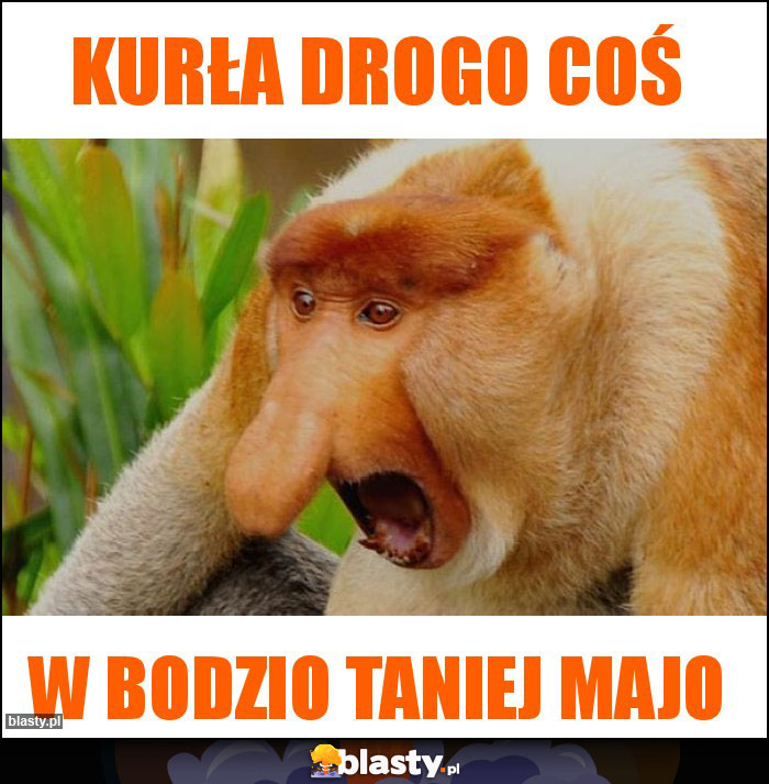 Kurła drogo coś Kurła drogo coś