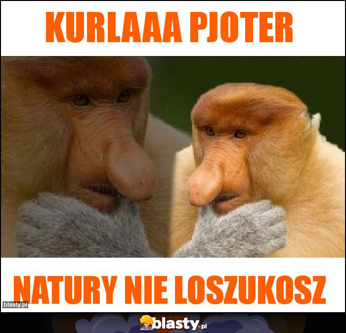 KURLAaa Pjoter KURLAaa Pjoter