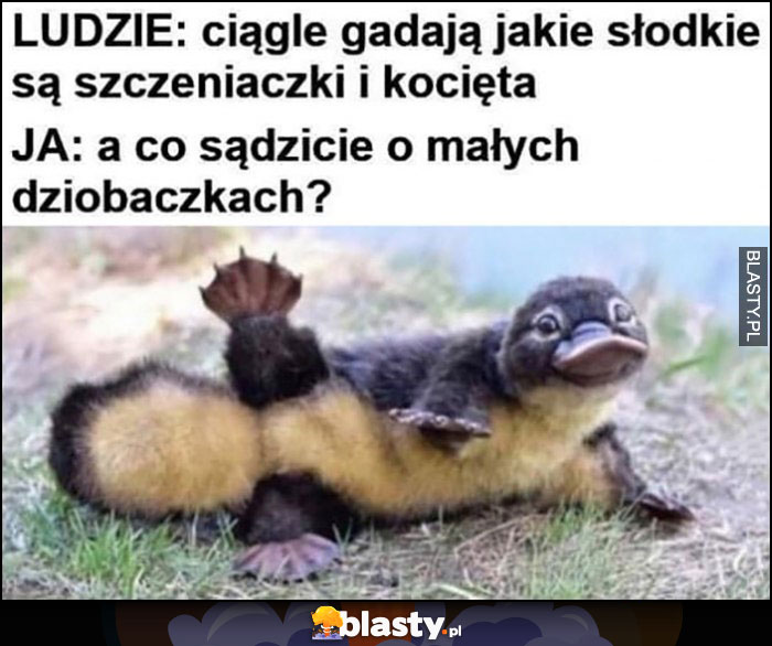 Ludzie ciągle gadają jakie słodkie są szczeniaczki i kocięta a co sądzicie o małych dziobaczkach?