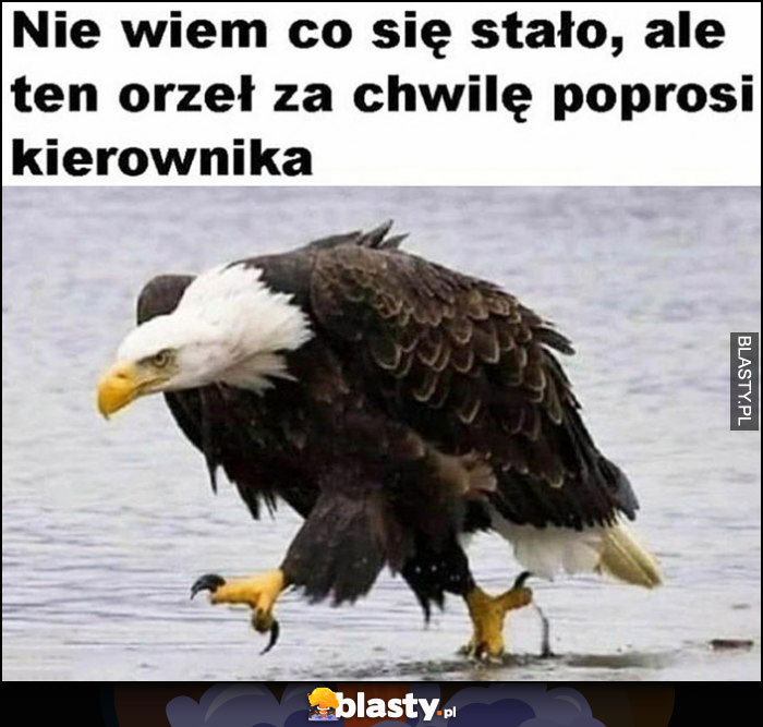 Nie wiem co się stało ale ten orzeł za chwilę poprosi kierownika