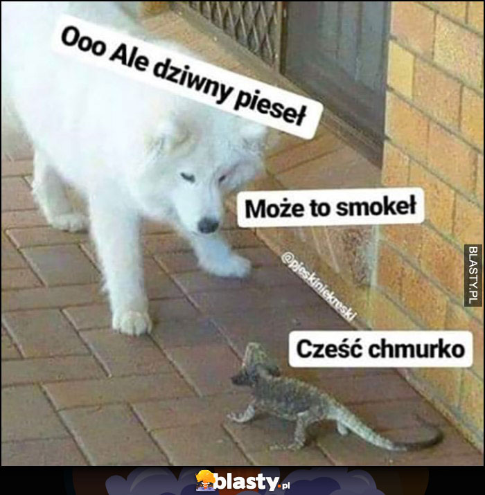 Ooo ale dziwny pieseł, może to smokeł, cześć chmurko