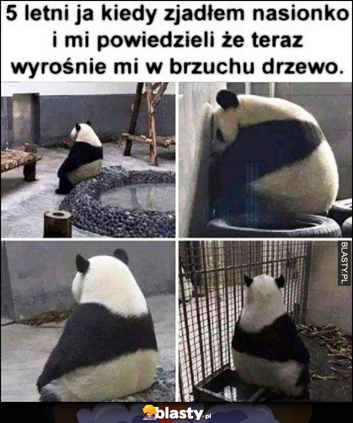 Panda 5-letni ja kiedy zjadłem nasionko i mi powiedzieli, że teraz wyrośnie mi w brzuchu drzewo