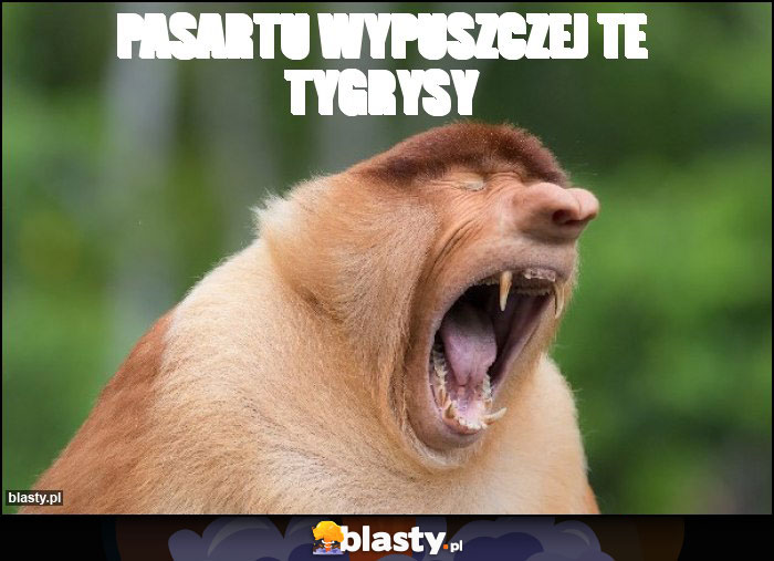 PASARTU WYPUSZCZEJ TE TYGRYSY PASARTU WYPUSZCZEJ TE TYGRYSY