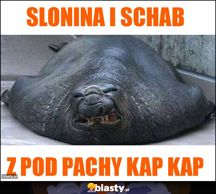 Slonina i schab Slonina i schab
