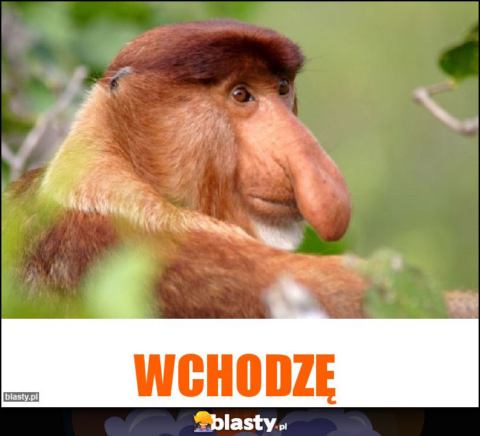 Wchodzę