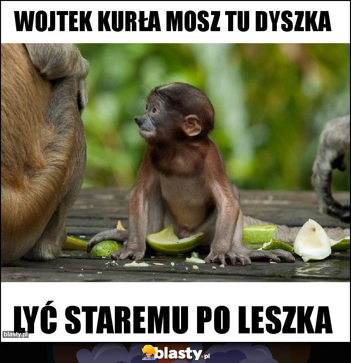 WOJTEK KURŁA MOSZ TU DYSZKA WOJTEK KURŁA MOSZ TU DYSZKA