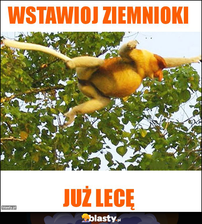 Wstawioj ziemnioki Wstawioj ziemnioki