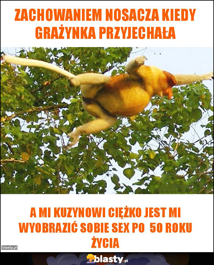 Zachowaniem Nosacza Kiedy Grażynka przyjechała Zachowaniem Nosacza Kiedy Grażynka przyjechała