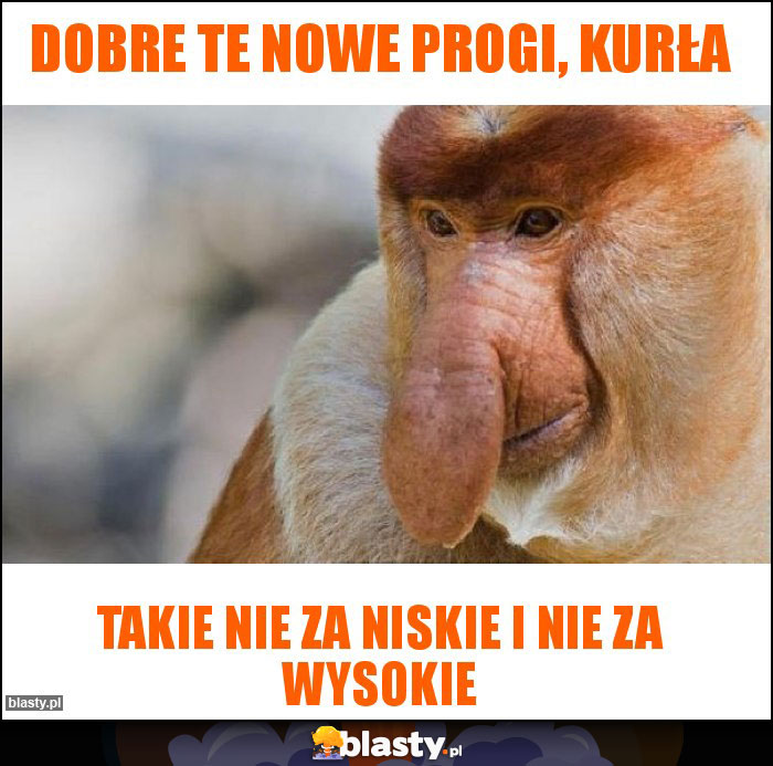 Dobre te nowe progi, kurła Dobre te nowe progi, kurła
