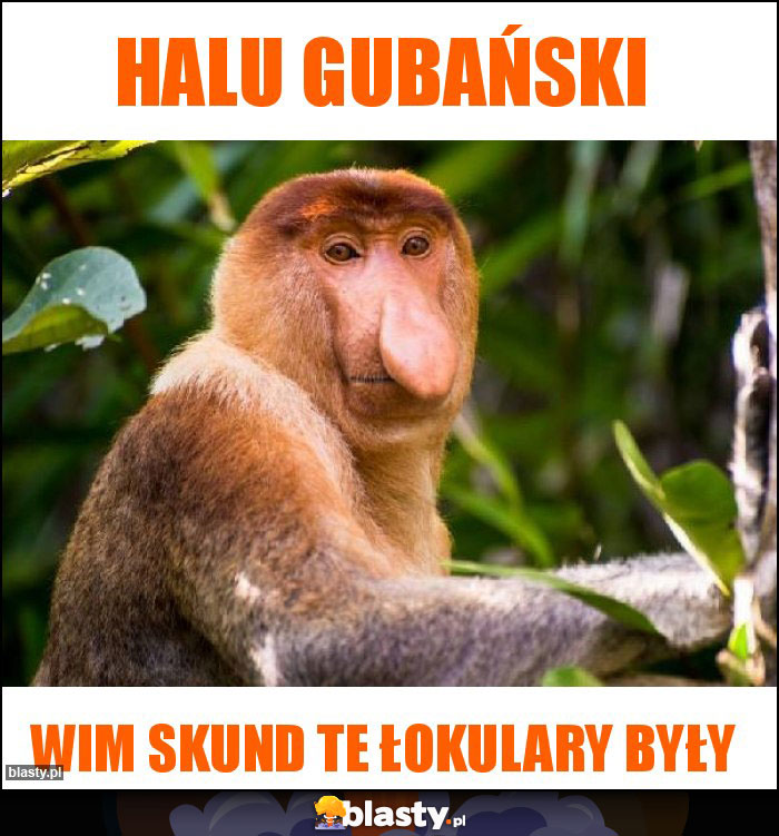 Halu Gubański Halu Gubański