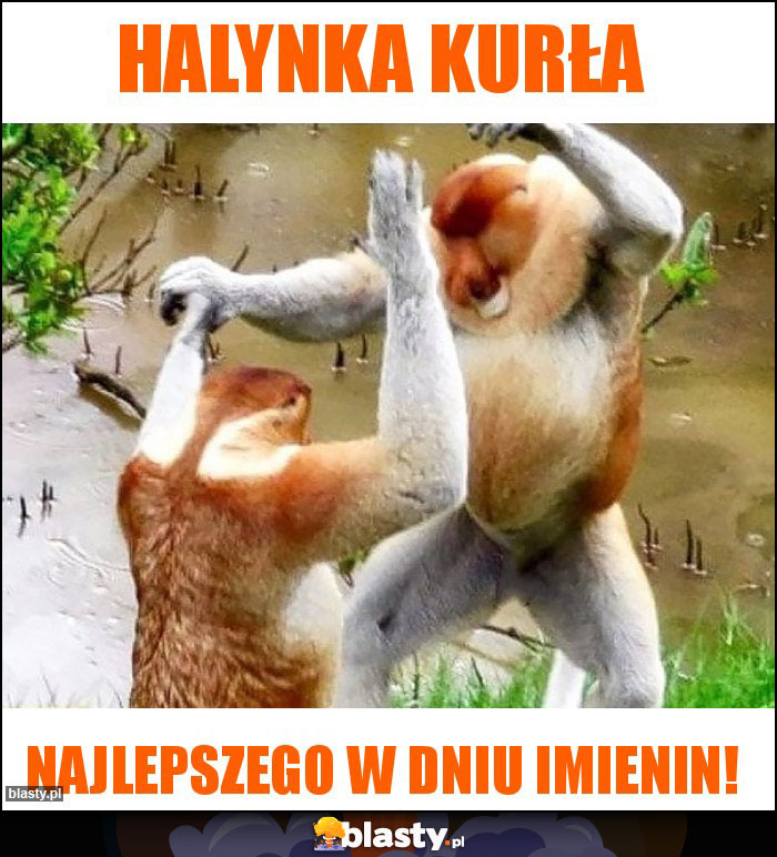 Halynka kurła Halynka kurła