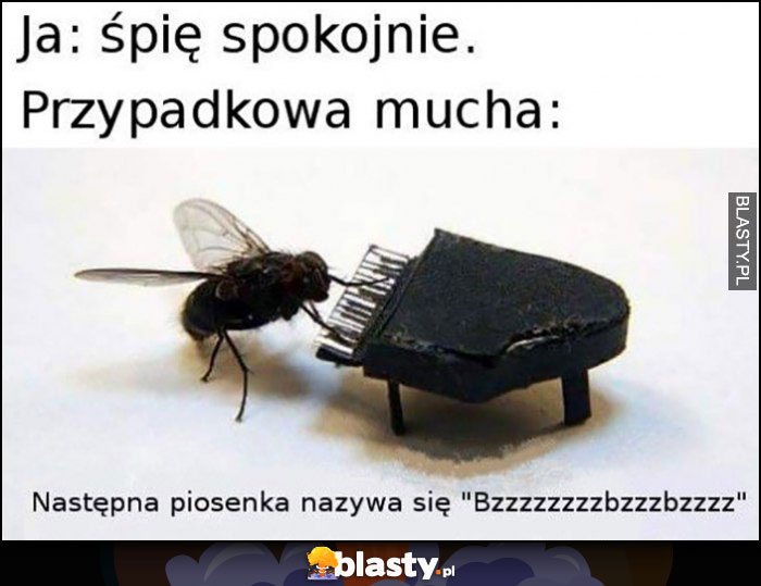 Ja: śpię spokojnie, przypadkowa mucha: następna piosenka nazywa się bzzz