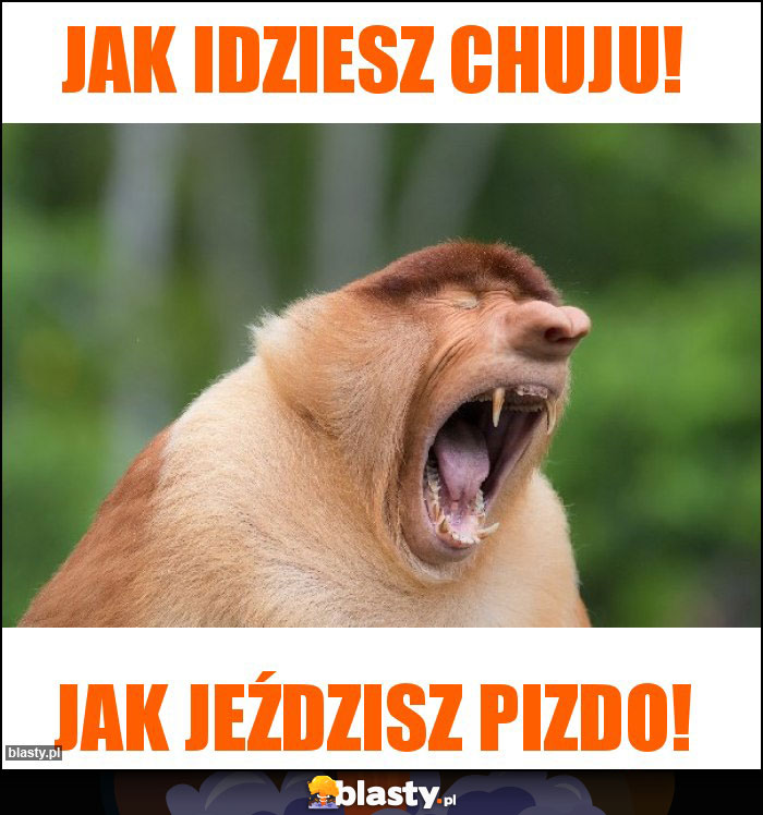 Jak idziesz chuju! Jak idziesz chuju!