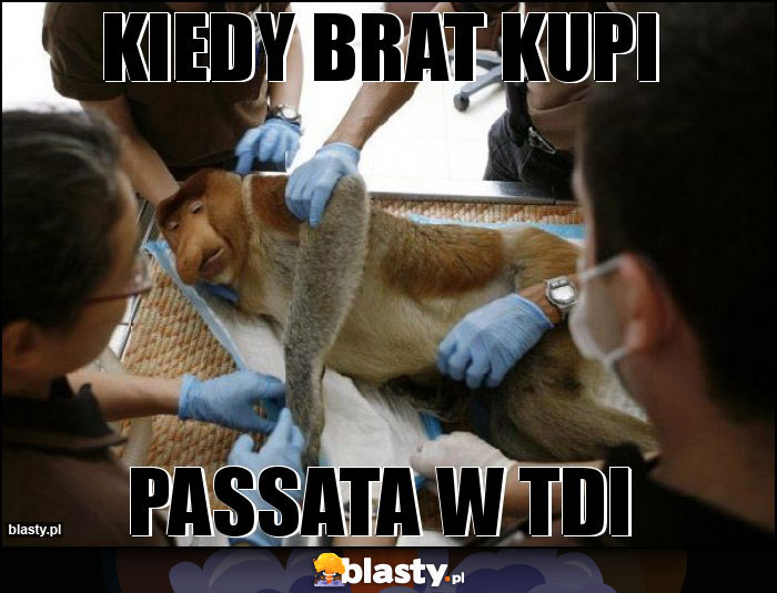 KIEDY BRAT KUPI KIEDY BRAT KUPI