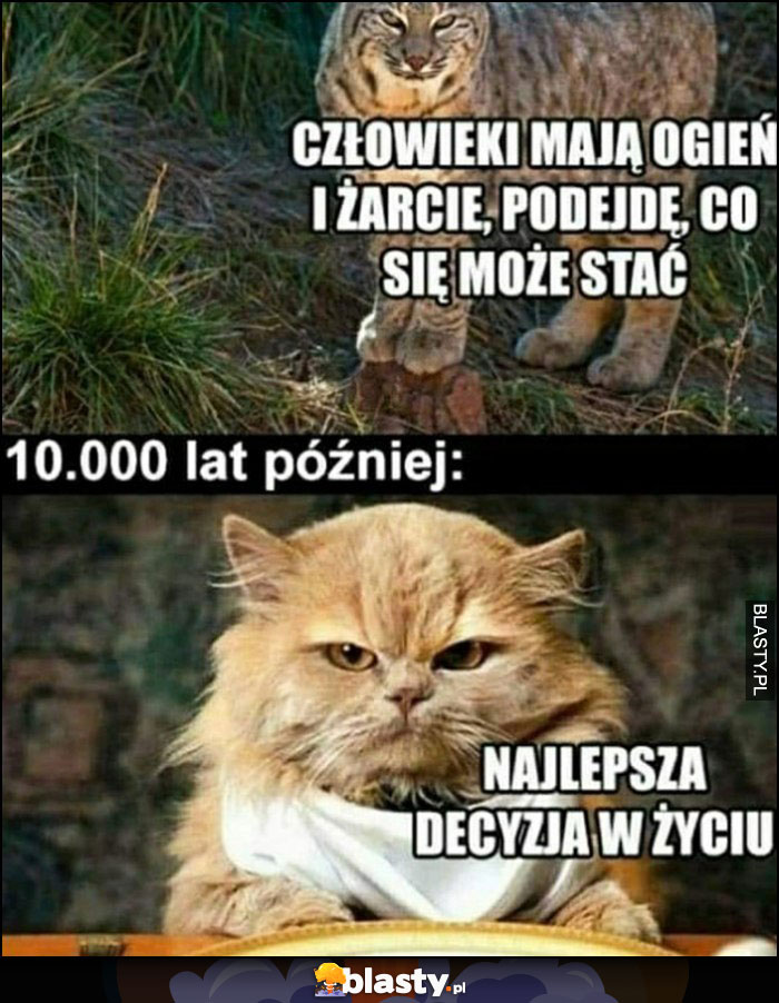 Kot: człowieki mają ogień i żarcie, podejdę, co może się stać, 10 000 lat później: najlepsza decyzja w życiu