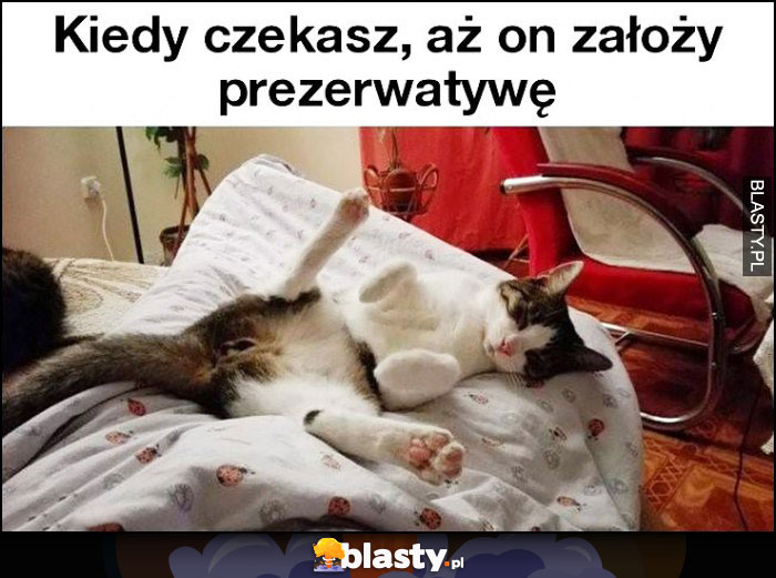 Kot leży na łóżku kiedy czekasz aż on założy gumkę