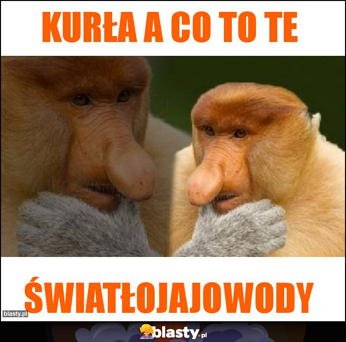 KURŁA A CO TO TE KURŁA A CO TO TE