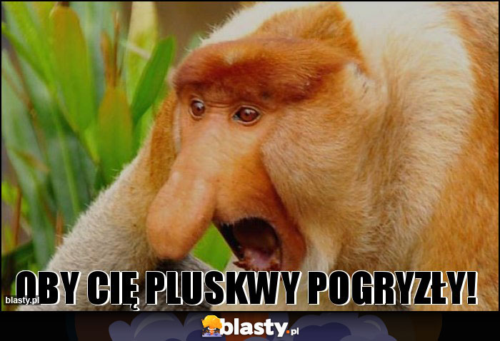 OBY CIĘ PLUSKWY POGRYZŁY! OBY CIĘ PLUSKWY POGRYZŁY!