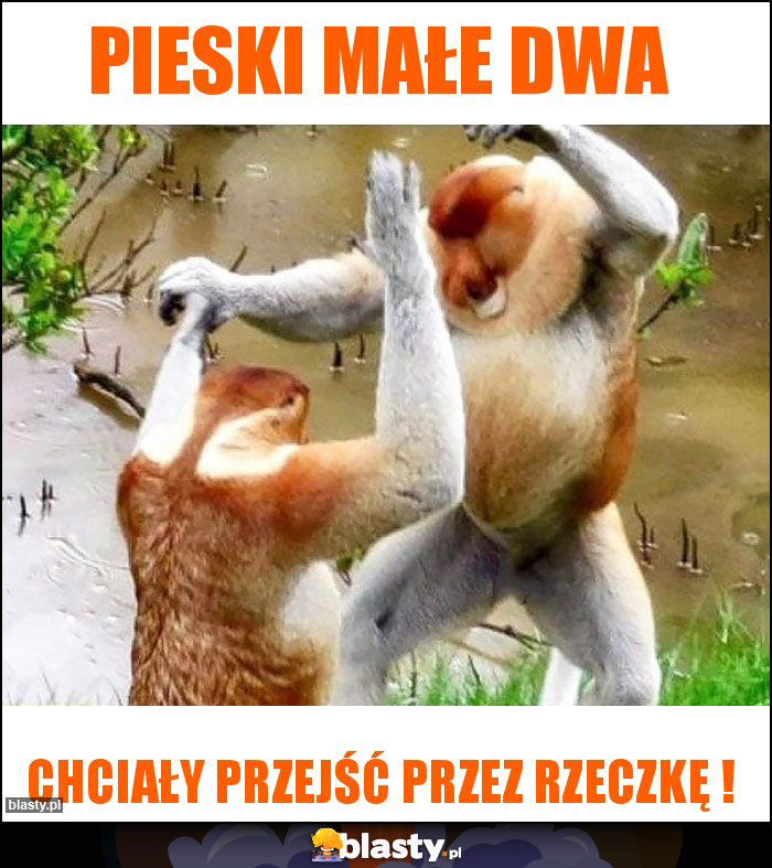 Pieski małe dwa Pieski małe dwa
