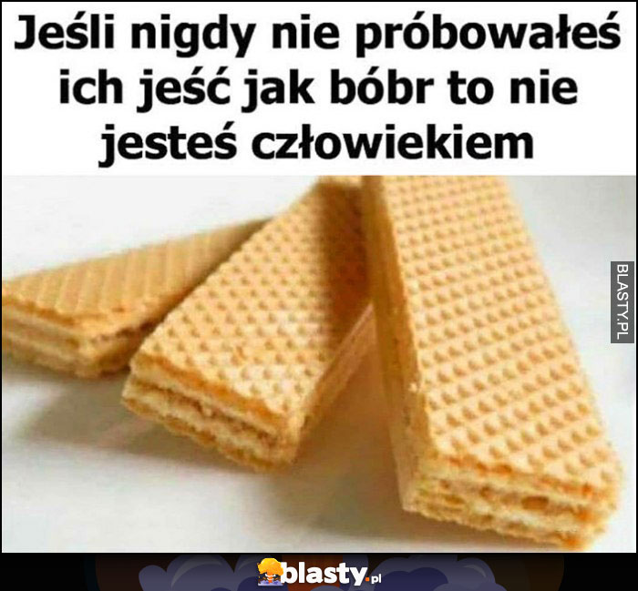 Wafle wafelki jeśli nigdy nie próbowałeś ich jeść jak bóbr to nie jesteś człowiekiem